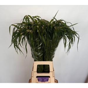 Panicum fountain