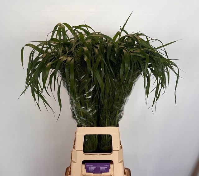 <h4>Panicum fountain</h4>
