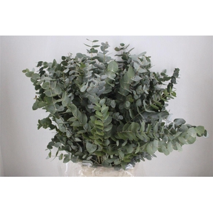 Euca Cinerea 300gr P Bunch