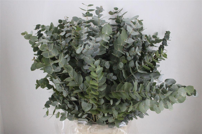 <h4>Euca Cinerea 300gr P Bunch</h4>