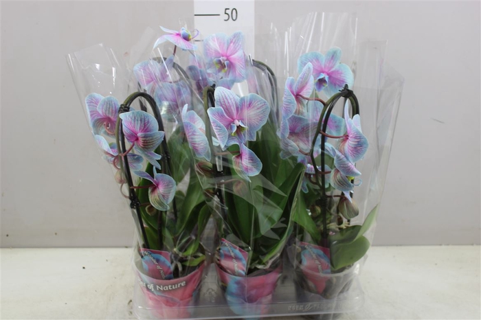 <h4>Phal Cascade Wonder Of Nature 1 Tak</h4>