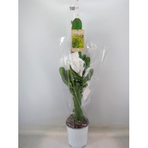 Euphorbia candelabrum