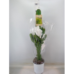 Euphorbia candelabrum
