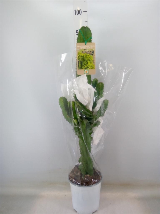 <h4>Euphorbia candelabrum</h4>