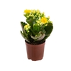 KALANCHOE DOBRADO MINI P06 AMARELO