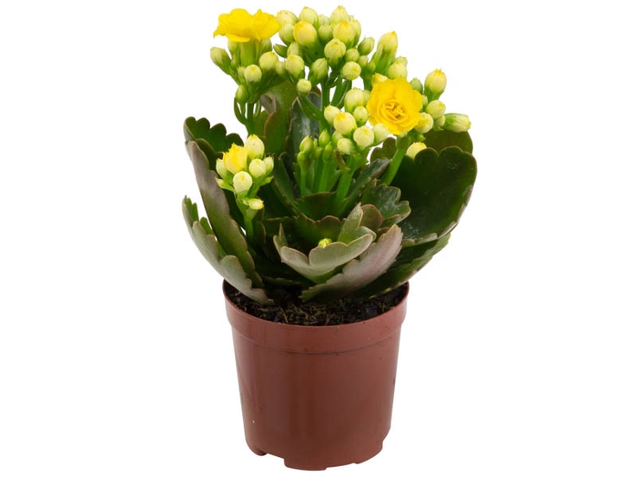 KALANCHOE DOBRADO MINI P06 AMARELO