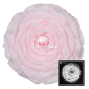 Xxl Pin89