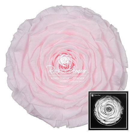 <h4>Xxl Pin89</h4>
