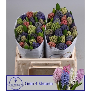 Hyac Gem 4 Kleuren