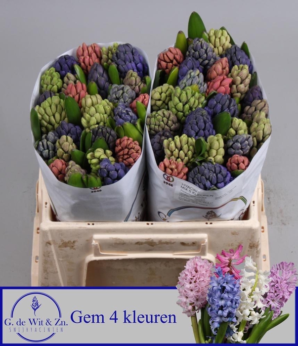 <h4>HYAC GEM 4 KLEUREN</h4>