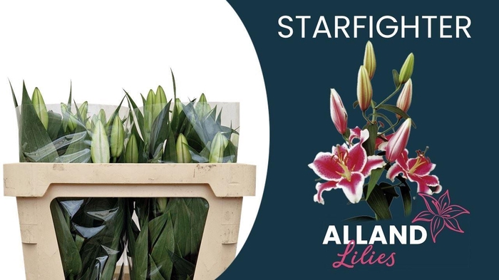 <h4>LI OR STARFIGHTER</h4>