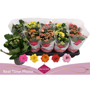 KAL GE PERF GEM 5 KL