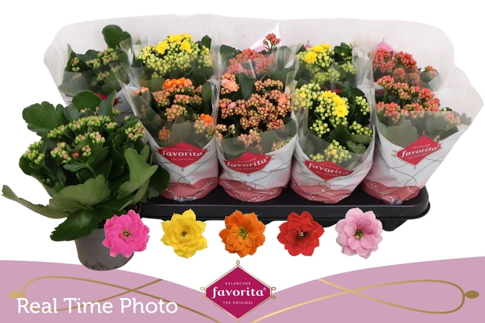 <h4>KAL GE PERF GEM 5 KL</h4>