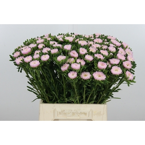 Callis Jules Pink
