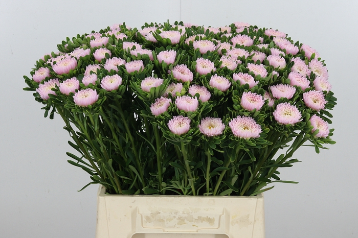 <h4>Callis Jules Pink</h4>