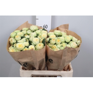 R Tr Yoga Trendsetter