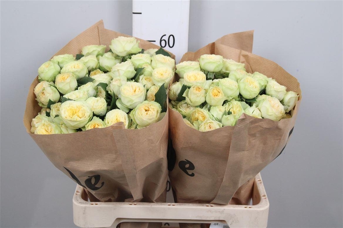 <h4>R Tr Yoga Trendsetter</h4>