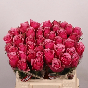 R GR MAJESTIC ATHENA