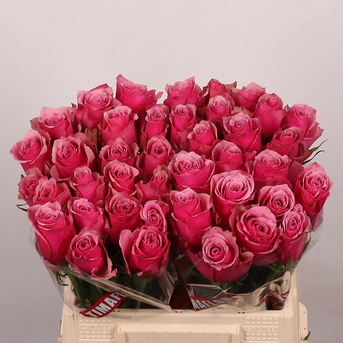 <h4>R GR MAJESTIC ATHENA</h4>