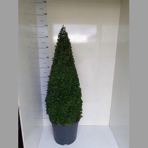 BUXUS PIRAMIDE
