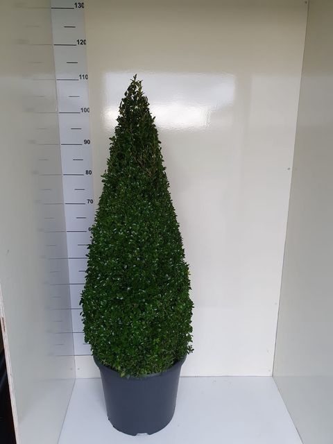 <h4>BUXUS PIRAMIDE</h4>