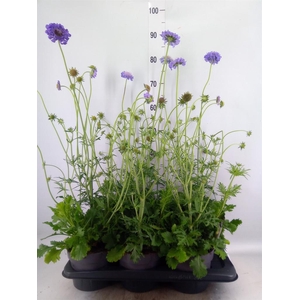 Scabiosa columb.