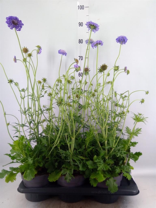 <h4>Scabiosa columb.</h4>