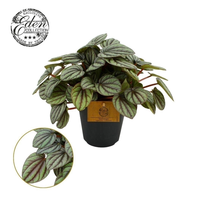 <h4>Peperomia overig</h4>