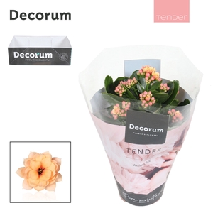 Kalanchoe Decorum TENDER - Serenity Apricot