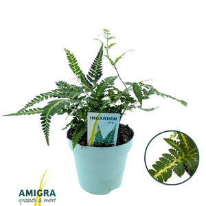 Arachnoides aristata ‘Variegata’