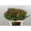 Protea Robijn