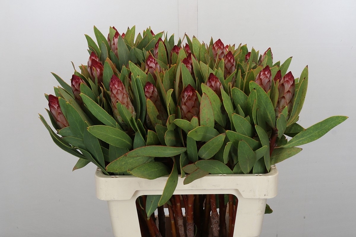 Protea Robijn