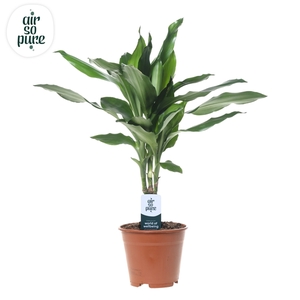 Dracaena Janet Lind p14 (Air so Pure)