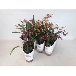 BRASSIA SUMMER DREAM