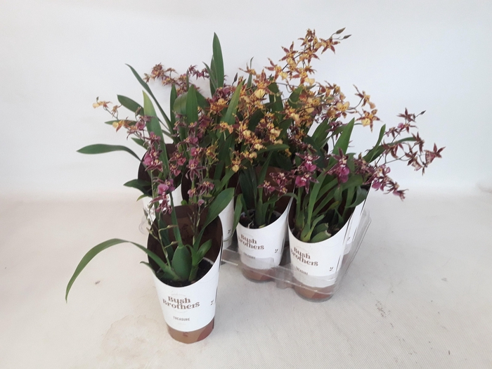 <h4>BRASSIA SUMMER DREAM</h4>