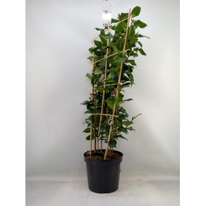 Camellia japonica 'Dr King'
