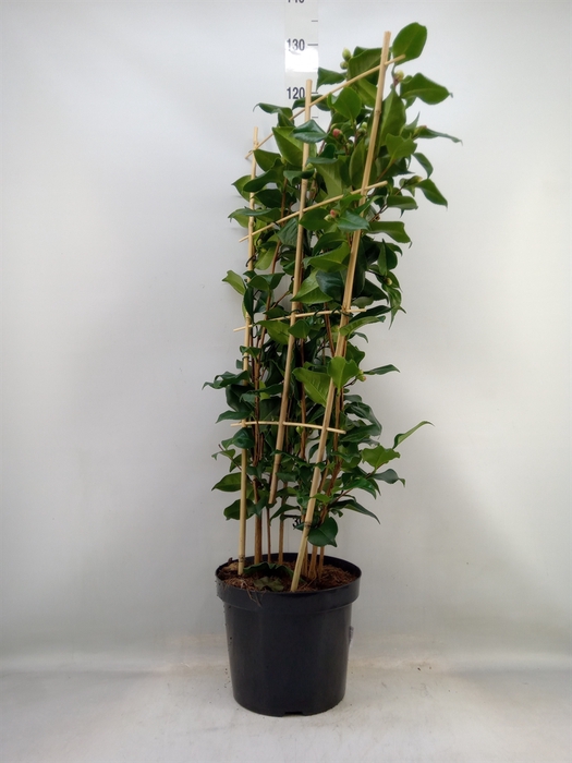 <h4>Camellia japonica 'Dr King'</h4>