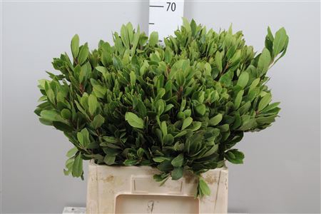 <h4>Arbutus Unedo</h4>