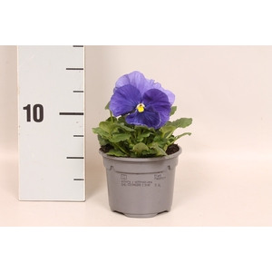 Viola wittrockiana F1 Light blue