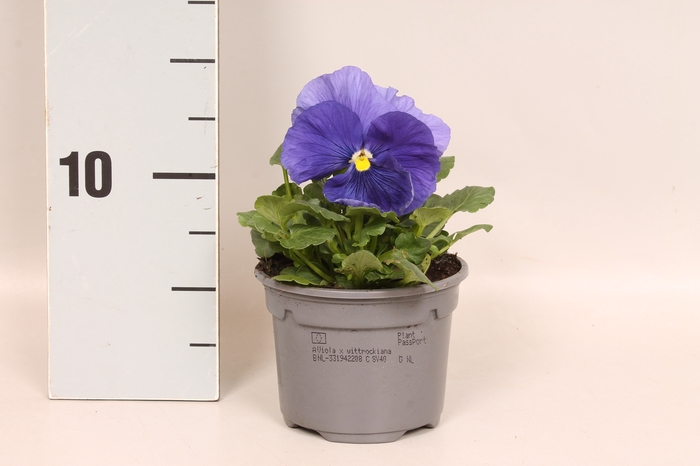 <h4>Viola wittrockiana F1 Light blue</h4>