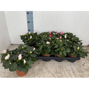 RHODO SI VOGEL GEM