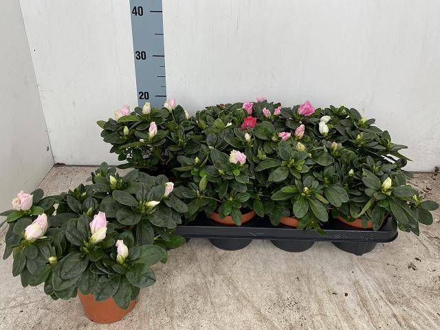 <h4>RHODO SI VOGEL GEM</h4>