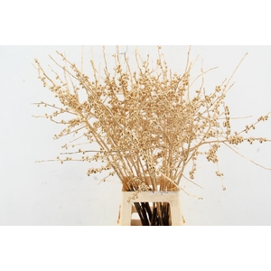 Ilex ve Antiq. Gold 80cm