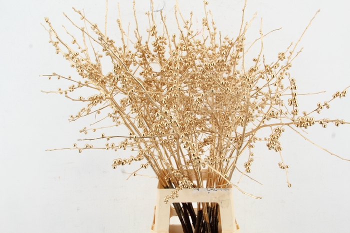 <h4>Ilex ve Antiq. Gold 80cm</h4>