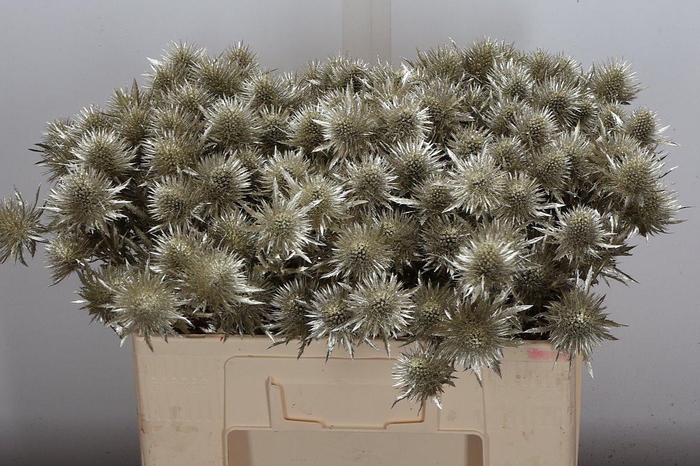 <h4>Eryn Ov Klb Platina</h4>