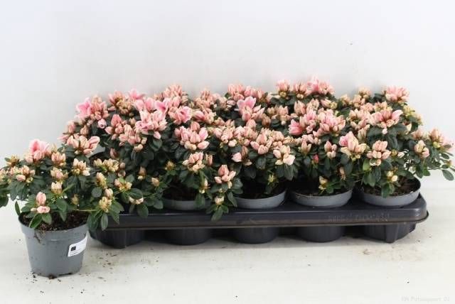 <h4>RHODO SI MEVR GERARD</h4>