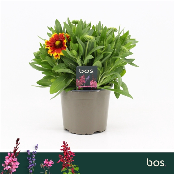<h4>Gaillardia Aristata, Guapa Tango Bicolour</h4>