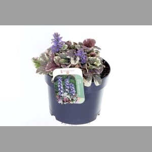 AJUGA R BURGUNDY GLO
