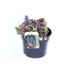 AJUGA R BURGUNDY GLO