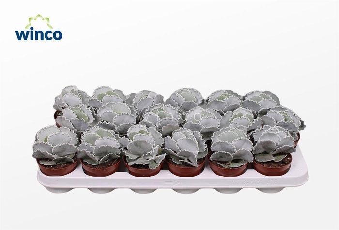 <h4>Cotyledon Undulata</h4>